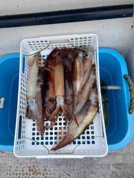 龍宮丸 釣果