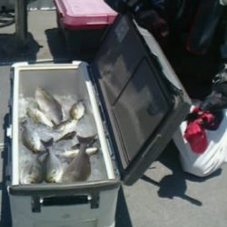 第二大福丸 釣果