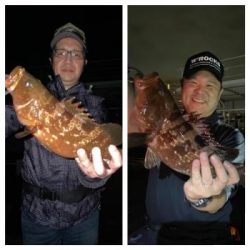 シーマジカル 釣果