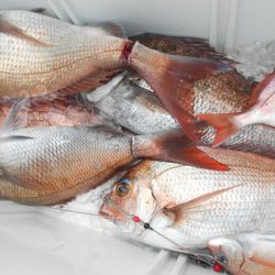 こうゆう丸 釣果