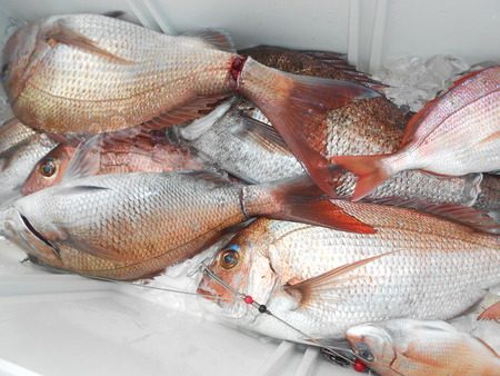 こうゆう丸 釣果