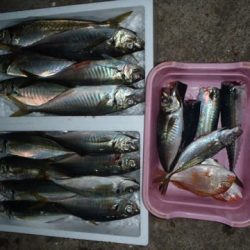 第二むつ漁丸 釣果