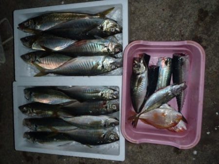 第二むつ漁丸 釣果