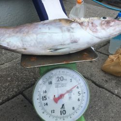 伊豆下田フィッシング 釣果