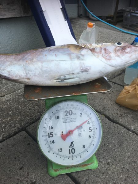 伊豆下田フィッシング 釣果