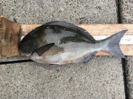 伊豆下田フィッシング 釣果