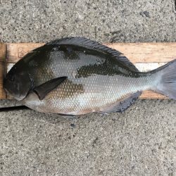 伊豆下田フィッシング 釣果