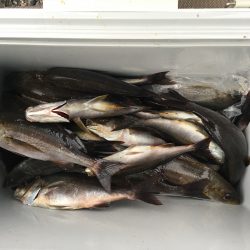 伊豆下田フィッシング 釣果