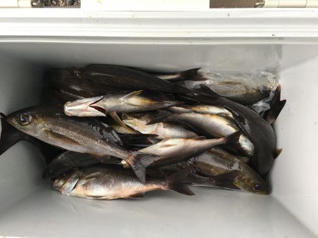 伊豆下田フィッシング 釣果