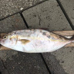 伊豆下田フィッシング 釣果