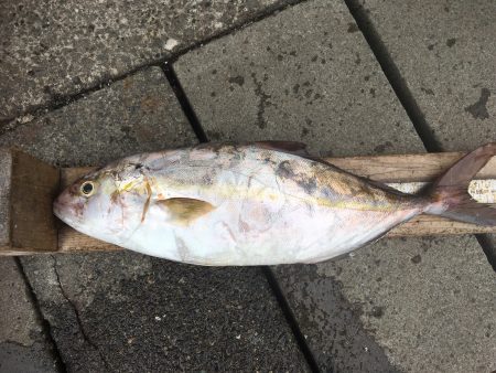 伊豆下田フィッシング 釣果