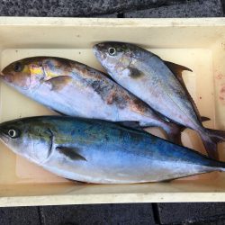 伊豆下田フィッシング 釣果