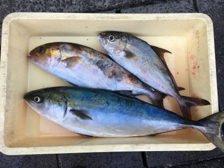 伊豆下田フィッシング 釣果