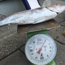 伊豆下田フィッシング 釣果