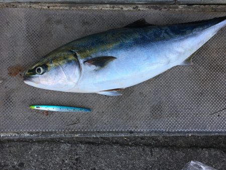 伊豆下田フィッシング 釣果