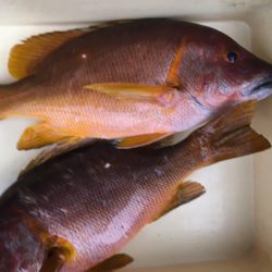 伊豆下田フィッシング 釣果