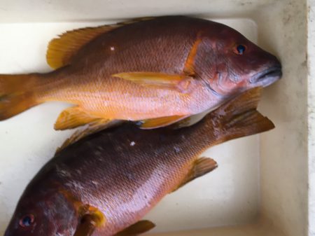 伊豆下田フィッシング 釣果