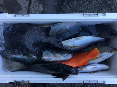 伊豆下田フィッシング 釣果