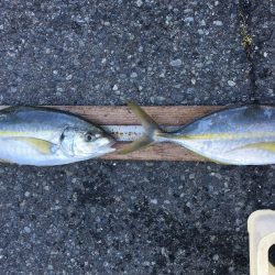 伊豆下田フィッシング 釣果