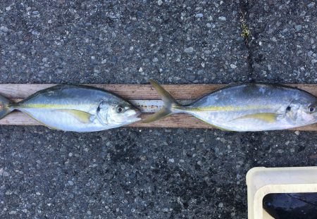 伊豆下田フィッシング 釣果