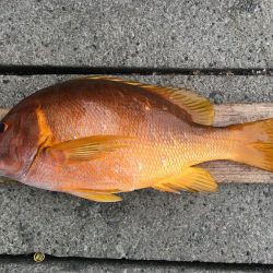 伊豆下田フィッシング 釣果