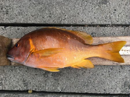 伊豆下田フィッシング 釣果