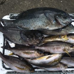 伊豆下田フィッシング 釣果