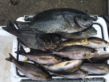 伊豆下田フィッシング 釣果