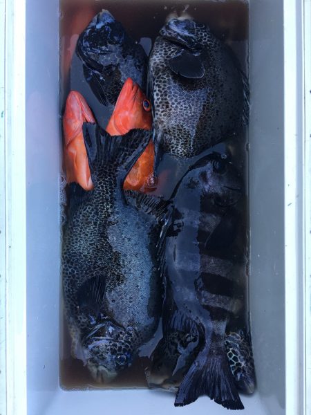 伊豆下田フィッシング 釣果