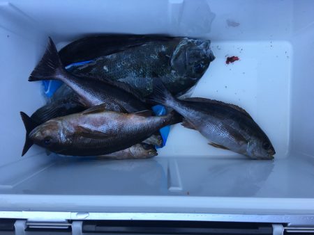 伊豆下田フィッシング 釣果