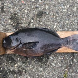 伊豆下田フィッシング 釣果