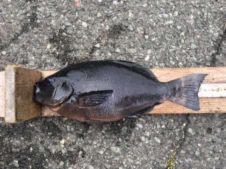 伊豆下田フィッシング 釣果