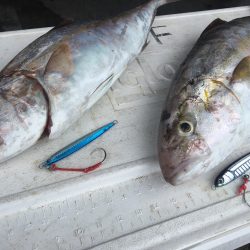 伊豆下田フィッシング 釣果