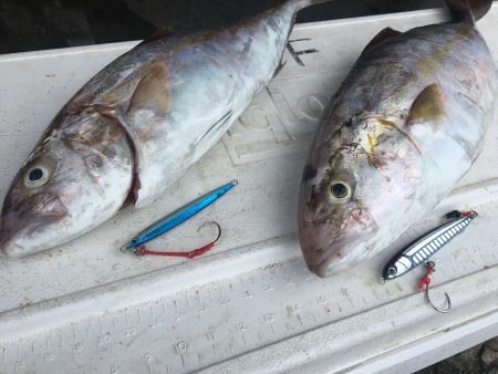 伊豆下田フィッシング 釣果