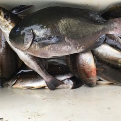 伊豆下田フィッシング 釣果