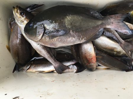 伊豆下田フィッシング 釣果