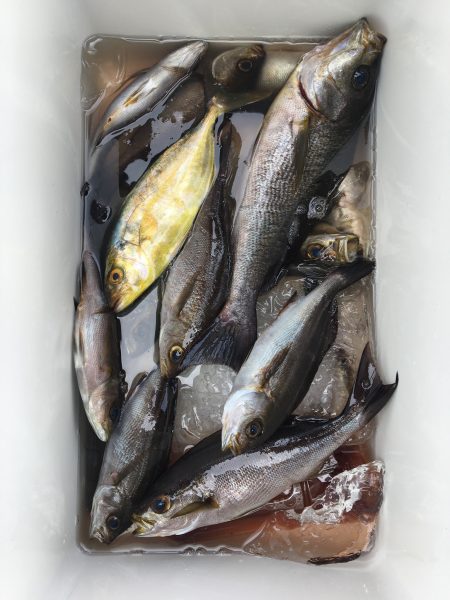 伊豆下田フィッシング 釣果