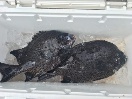 伊豆下田フィッシング 釣果