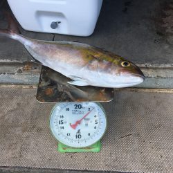 伊豆下田フィッシング 釣果