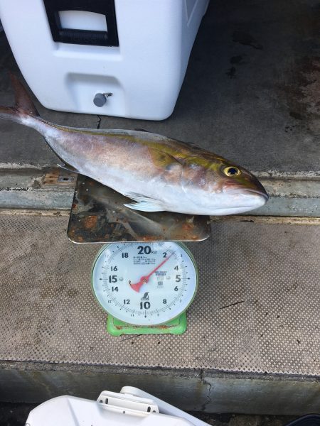 伊豆下田フィッシング 釣果