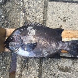 伊豆下田フィッシング 釣果