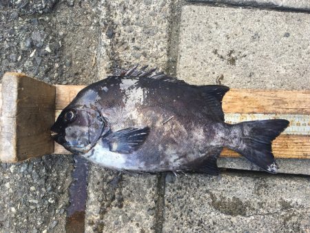 伊豆下田フィッシング 釣果