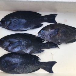 伊豆下田フィッシング 釣果