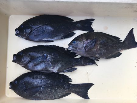 伊豆下田フィッシング 釣果