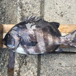 伊豆下田フィッシング 釣果