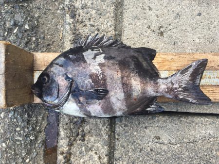 伊豆下田フィッシング 釣果