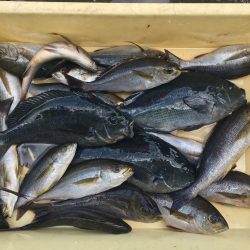 伊豆下田フィッシング 釣果