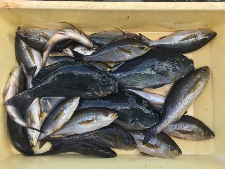 伊豆下田フィッシング 釣果