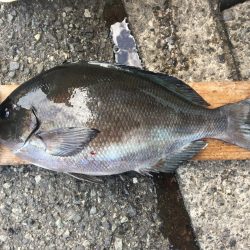 伊豆下田フィッシング 釣果