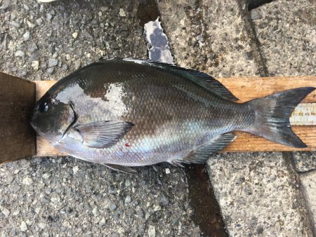 伊豆下田フィッシング 釣果